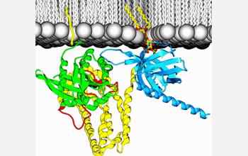 A computer graphic representation of Cdc42 and Dbs at an idealized membrane
