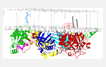 A computer graphic showing Rac and PLC at an idealized membrane.