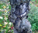 Photo of a crab apple tree trunk.