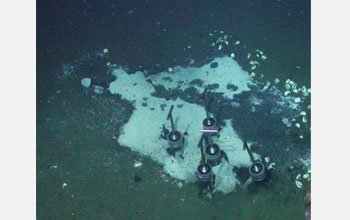 Photo showing cores retrieving deep-ocean methane-seep sediment beneath white bacterial mats.