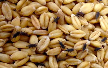 Photo of grains and insects called grain weevils.