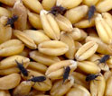 Photo of grains and insects called grain weevils.