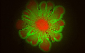 E. coli and A. baylyi cultures form flower-like patterns
