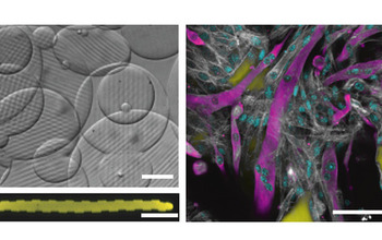 microcarriers for muscle cells