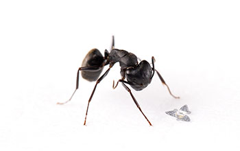 A 3D microflier sits next to a common ant for scale