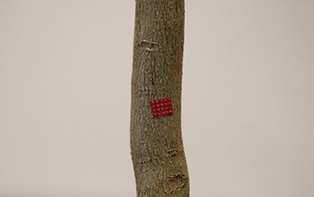 a microinjection device (red) is attached to a citrus tree