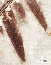 tips of Microraptor's well-preserved leg feathers, from beneath its tail.