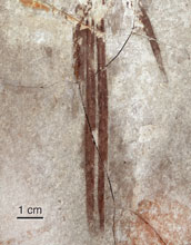 elongate, mid-line feathers in Microraptor's tail-feathering.