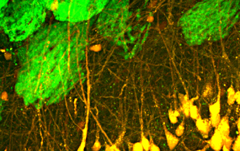 Colored image of olfactory sensory and projection neurons