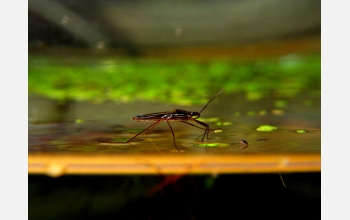 A water strider.