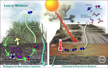 Two schematics showing pathways of nitrogen loss in non-desert and desert systems.