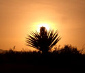 Photo of a yucca in the Mojave Desert with the setting sun in the background.
