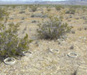 Photo of soil collars resting in the spaces between plants and under evergreen shrubs.