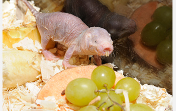 Photo of a naked mole-rat and grapes.