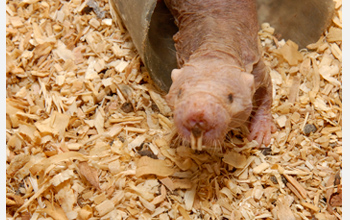 Photo of a naked mole-rat standing in the entrance of a plastic pipe in his cage.