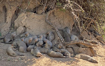 Researchers are using genetic tools to track movements of mongooses in Botswana.