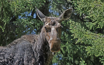 Close up photo of a moose with a tree and foliage in the background.