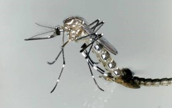 Adult female Aedes aegypti mosquito, a potential disease-carrier, emerges from its pupal stage.