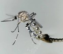 Adult female Aedes aegypti mosquito, a potential disease-carrier, emerges from its pupal stage.