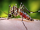 an Aedes aegypti mosquito