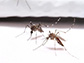 Mosquitoes on bite-resistant fabric; they fail to probe through due to the small pore size.