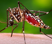 The link between tourism and mosquito-borne diseases is the subject of a new CNH grant.