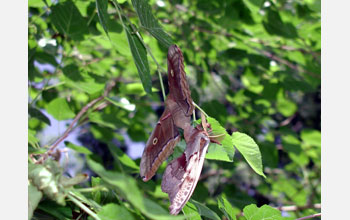 Two polyphemus moths (<em>Antheraea polyphemus</em>) mating