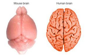 Illustration showing surfaces of the mouse and human brains