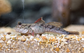 photo of a mudskipper fish