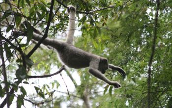 Northern muriqui leaping