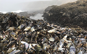 Research on mussel beds as climate warming protectors was conducted near Bodega Bay, California.