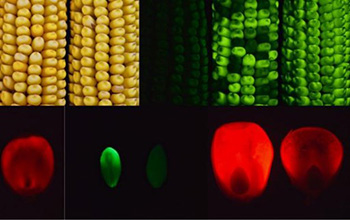 fluorescent tagged transgenic corn