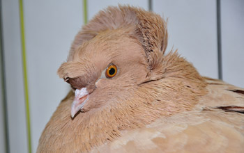 English trumpeter rock pigeon with head ornamentation called a shell crest