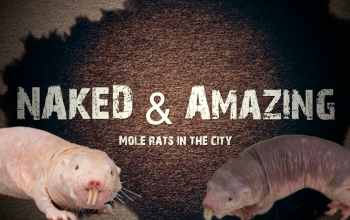 title card with 2 naked mole rats and the text naked and amazing