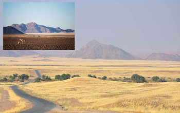 Photo of vegetation covering stony desert of Namibia and inset showing desert without plants.