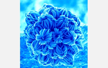 3-D Nanostructure--"Flower Bouquet"