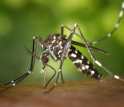a mosquito inserting its proboscis into human skin.