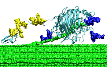 A cellulose-digesting enzyme from a fungus.