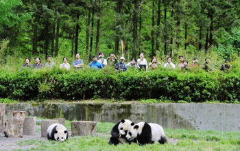 Photo of tourists watching pandas in Wolong Nature Reserve, May 2005.