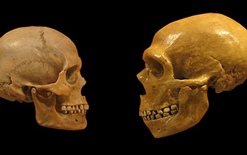 human skull, left, and Neanderthal, right