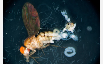 Photo of a dissected Drosophila fly parasitized by a nematode.