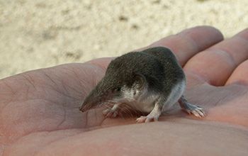 a bicolored shrew