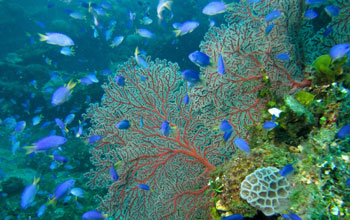 Fish and corals.