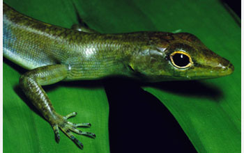 Photo of green-blooded lizard from New Guinea