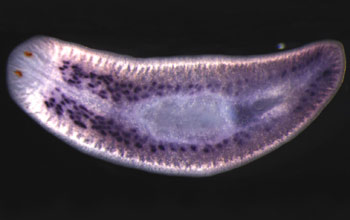 Flatworms, the masters of regeneration – but nothing can happen without  stem cells