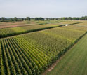 An aerial view of agriculture experiments.