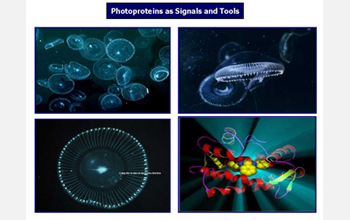 Photos and illustration of bioluminescence in a variety of marine organisms.