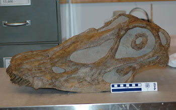 Photo of the skull of the large, plant-eating dinosaur Diplodocus longus.