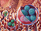 vesicles containing clusters of viruses
