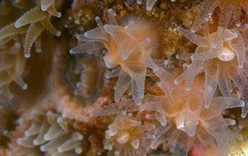 close-up of a Northern Star Coral